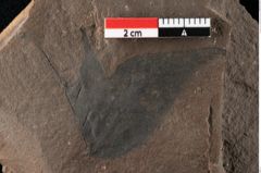 Foto (Detailansicht) von Xylomites liquidambaris Ettingshausen (NHMW-GEO-2024-0188-0058)